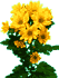 Chrysantheme