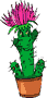 Kaktus-Gif