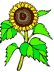 Sonnenblume-Gif