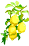 Zitronenpflanze